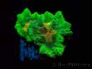 WYSIWYG - Pectinia Space Invader 6