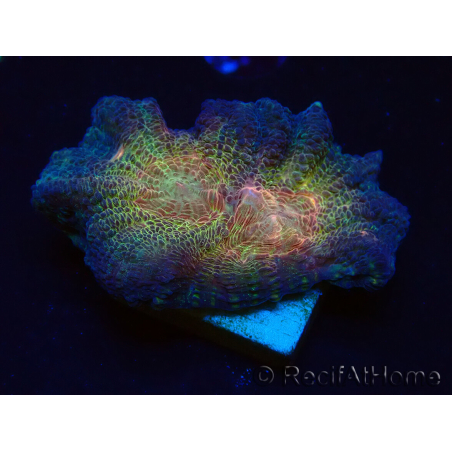 WYSIWYG - RAH Pectinia Black Lotus