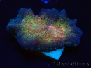 WYSIWYG - RAH Pectinia Black Lotus
