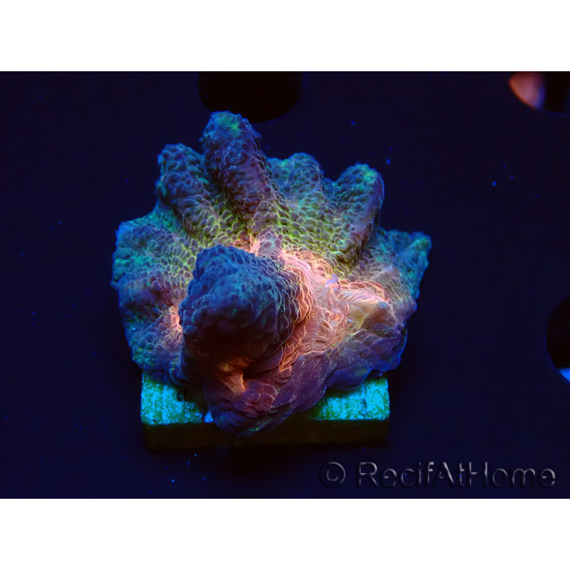 WYSIWYG - RAH Pectinia Black Lotus