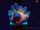 WYSIWYG - RAH Pectinia Black Lotus 3