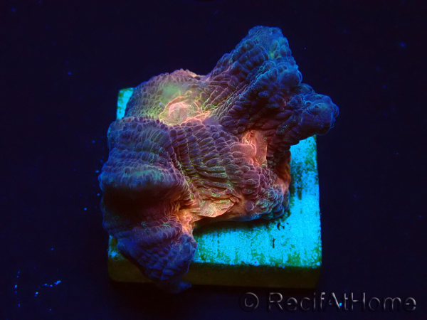 WYSIWYG - RAH Pectinia Black Lotus