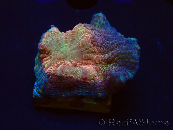 WYSIWYG - RAH Pectinia Black Lotus 5
