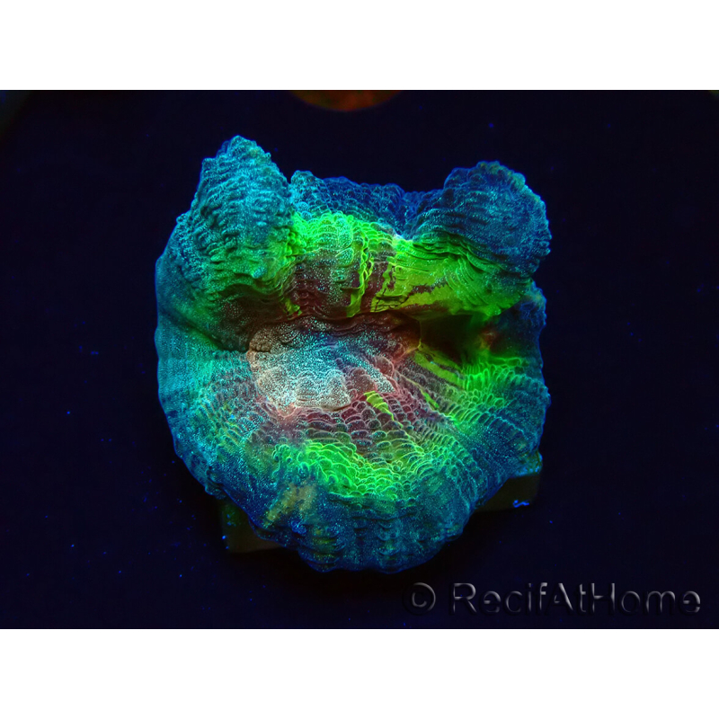 WYSIWYG - RAH Rainbow Pectinia