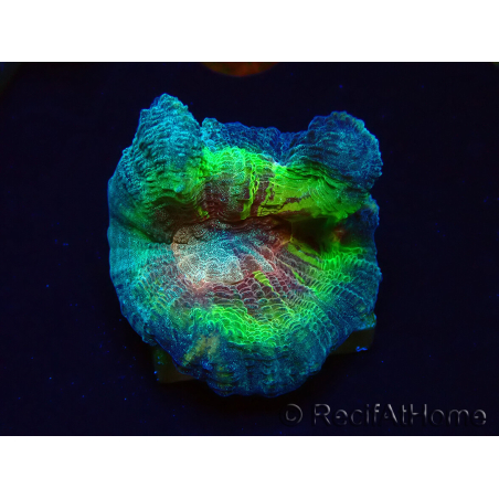 WYSIWYG RAH Pectinia Rainbow 4