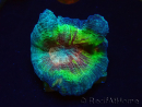 WYSIWYG - RAH Rainbow Pectinia