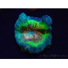 WYSIWYG RAH Pectinia Rainbow 4