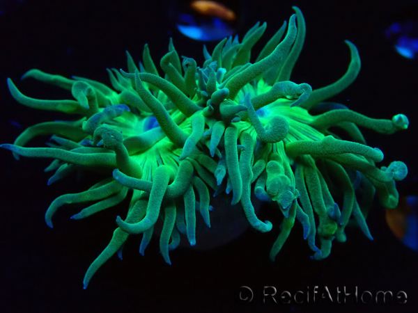 WYSIWYG Duncanopsammia axifuga Verde