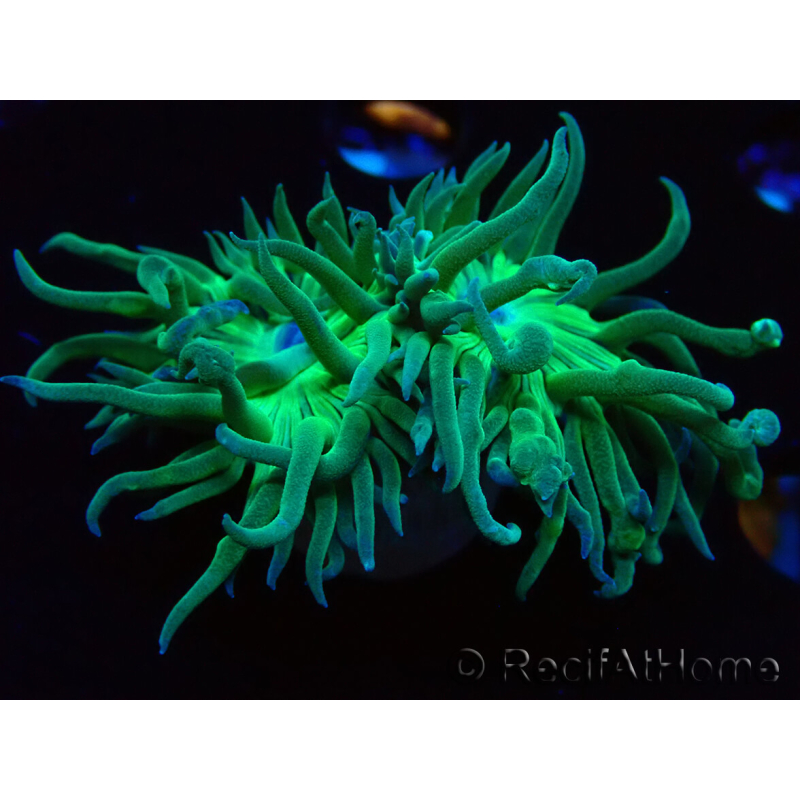 WYSIWYG Duncanopsammia axifuga Green 1