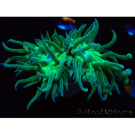 WYSIWYG Duncanopsammia axifuga Verde