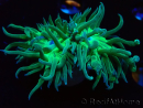 WYSIWYG Duncanopsammia axifuga Verde