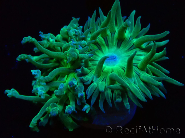 WYSIWYG Duncanopsammia axifuga Verde