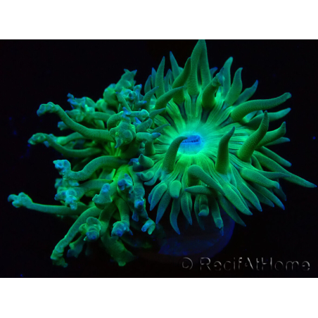 WYSIWYG Duncanopsammia axifuga Green 2
