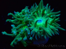 WYSIWYG Duncanopsammia axifuga Verde