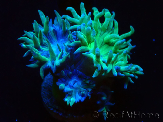 WYSIWYG Duncanopsammia axifuga Verde