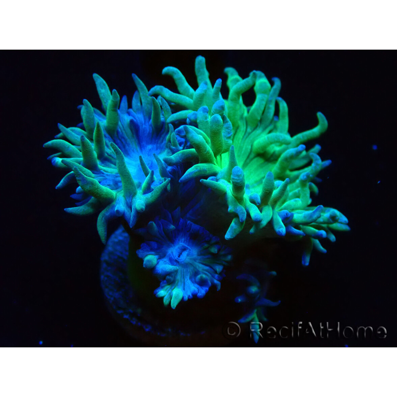 WYSIWYG Duncanopsammia axifuga Green 3
