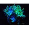 WYSIWYG Duncanopsammia axifuga Green 3