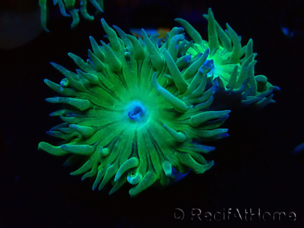 WYSIWYG Duncanopsammia axifuga Green 5