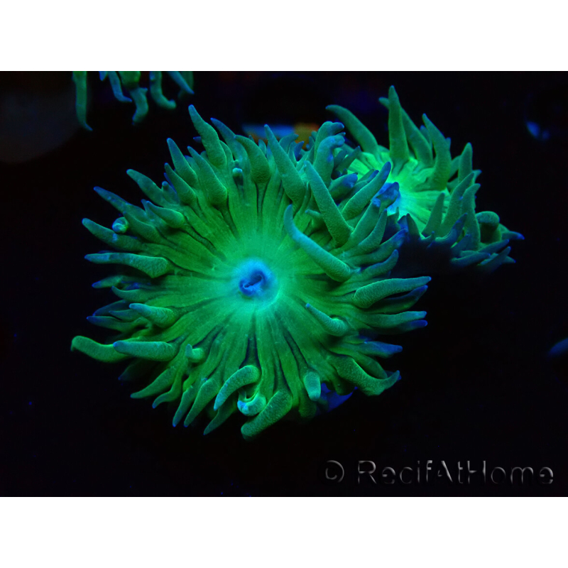 WYSIWYG Duncanopsammia axifuga Verde
