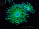 WYSIWYG Duncanopsammia axifuga Green 5