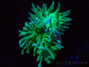 WYSIWYG Duncanopsammia axifuga Green 6