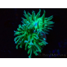 WYSIWYG Duncanopsammia axifuga Green 6