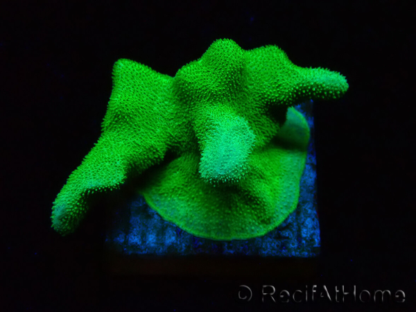 WYSIWYG - RAH Psammocora Green Branching 2