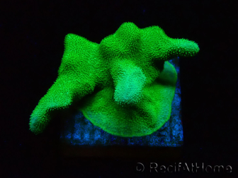 WYSIWYG - RAH Psammocora Green Branching