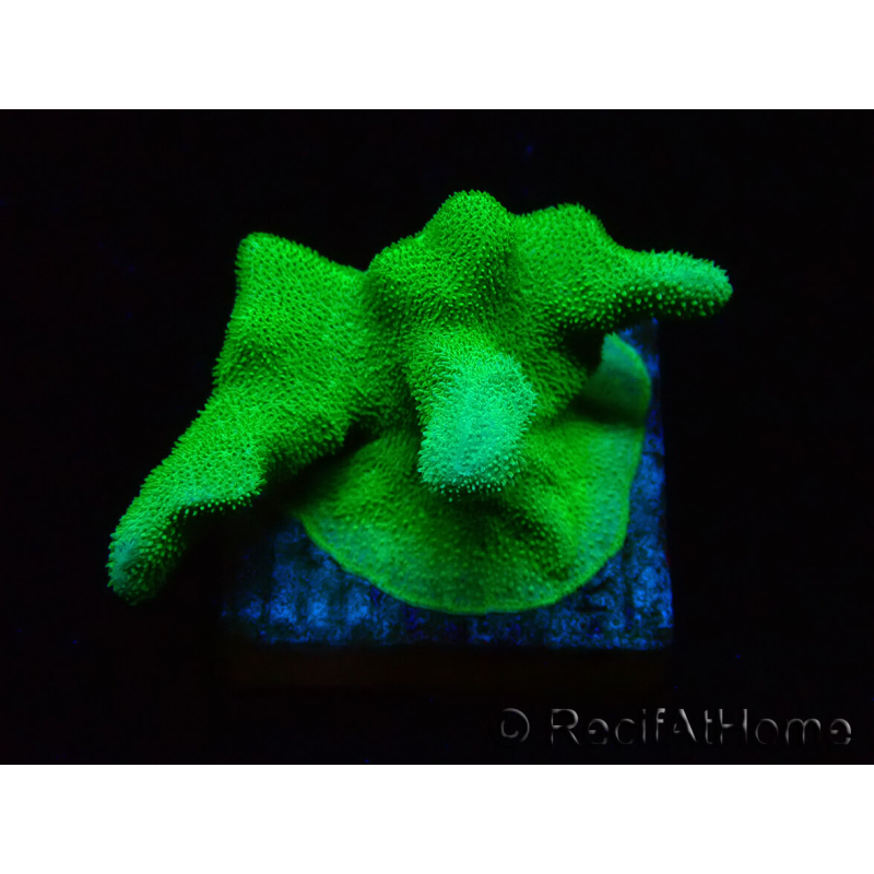 WYSIWYG - RAH Psammocora Green Branching 2
