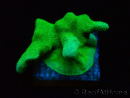 WYSIWYG - RAH Psammocora Green Branching