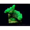 WYSIWYG - Pectinia Space Invader 3