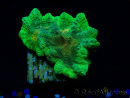 WYSIWYG - Pectinia Space Invader