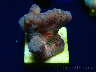 WYSIWYG - RAH Pectinia Black Lotus 2