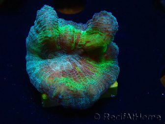 WYSIWYG - RAH Rainbow Pectinia