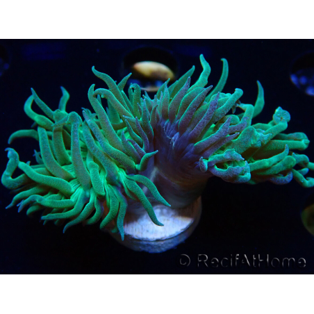 WYSIWYG Duncanopsammia axifuga Green 1