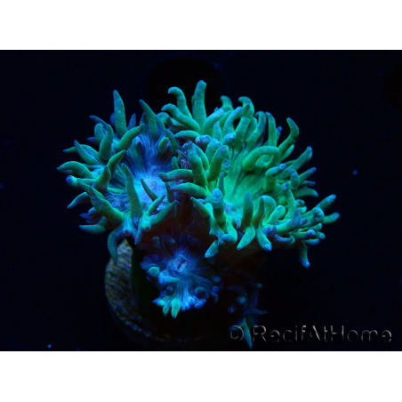 WYSIWYG Duncanopsammia axifuga Green 3