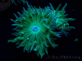 WYSIWYG Duncanopsammia axifuga Green 5