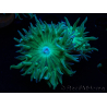 WYSIWYG Duncanopsammia axifuga Verde