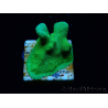 WYSIWYG - RAH Psammocora Green Branching 1