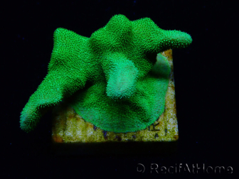 WYSIWYG - RAH Psammocora Green Branching