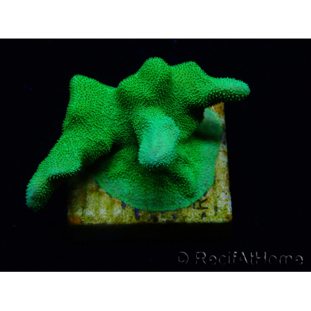 WYSIWYG - RAH Psammocora Green Branching 2