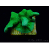 WYSIWYG - RAH Psammocora Green Branching 2