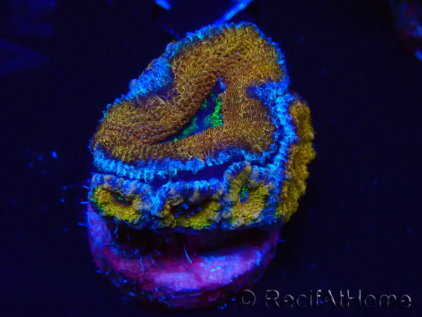 WYSIWYG Micromussa lordhowensis (ex Acanthastrea) 6A1