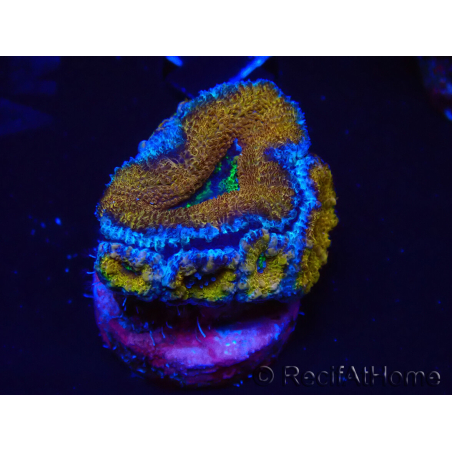 WYSIWYG Micromussa lordhowensis (ex Acanthastrea) 6A1