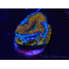 WYSIWYG Micromussa lordhowensis (ex Acanthastrea) 6A1