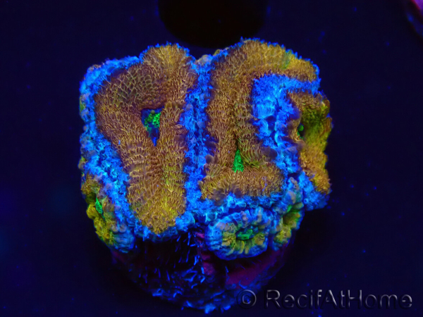 WYSIWYG Micromussa lordhowensis (formerly Acanthastrea) 6A2
