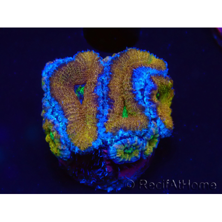 WYSIWYG Micromussa lordhowensis (formerly Acanthastrea) 6A2
