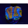 WYSIWYG Micromussa lordhowensis (ehemals Acanthastrea) 6A2