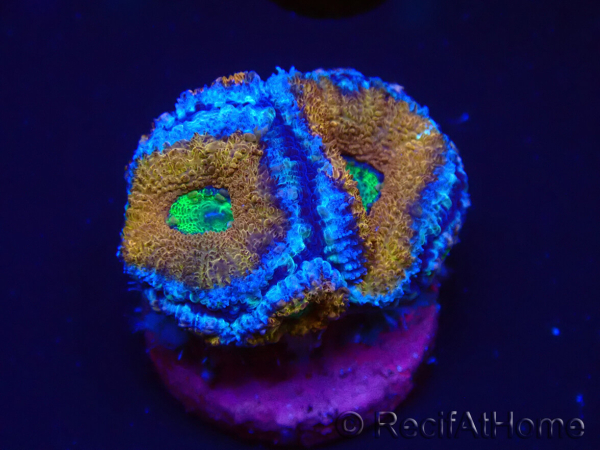 WYSIWYG Micromussa lordhowensis (anteriormente Acanthastrea) 6A3