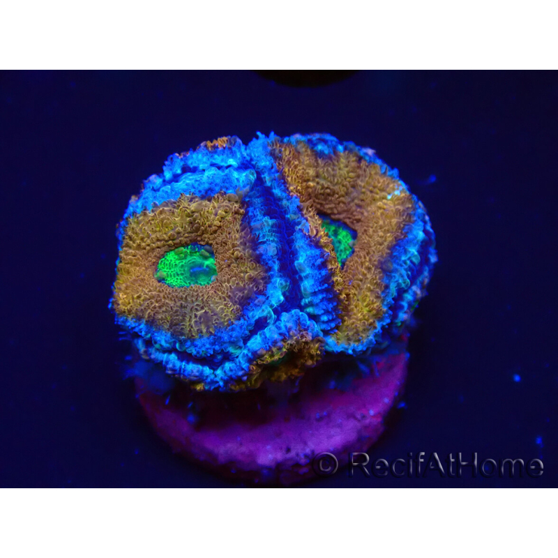 WYSIWYG Micromussa lordhowensis (anteriormente Acanthastrea) 6A3